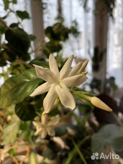 Жасмин комнатный