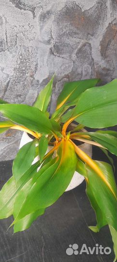 Хлорофитум оранж бонни оушен капский