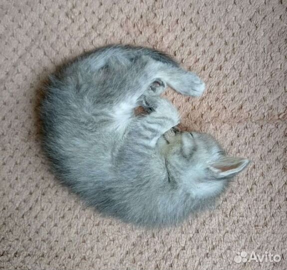 Кошечка в добрый руки :)