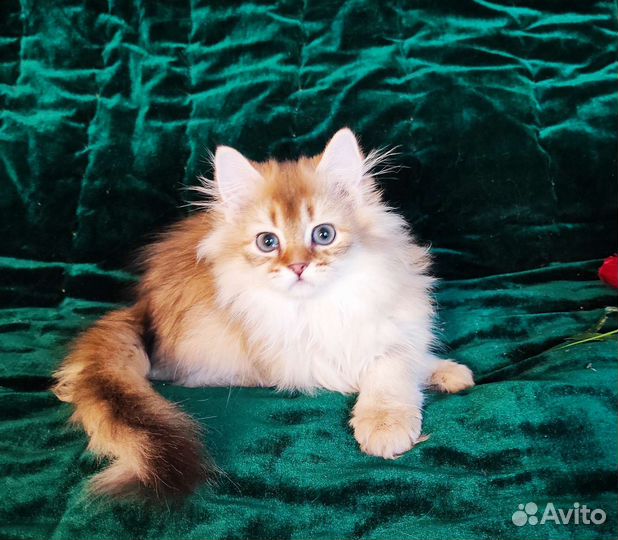 Британская длинношерстная золотая шиншилла