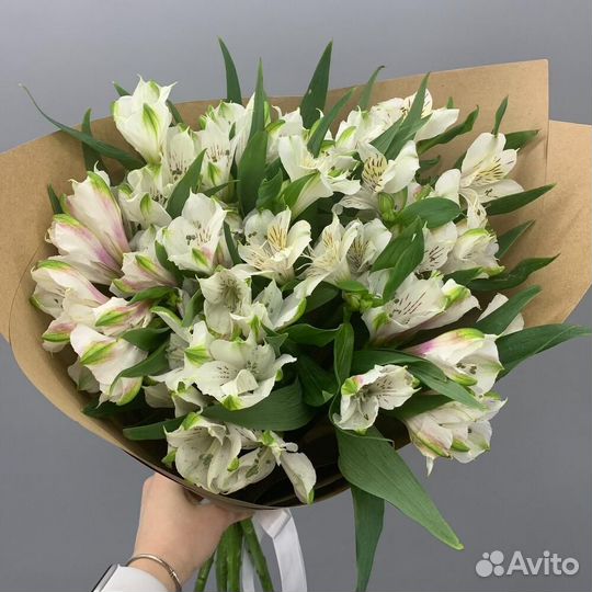 Моно из альстромерий