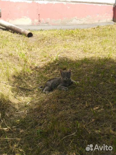 Котята 3 месяца