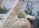 Каменная роза(молодило) в камне. Ландшафт