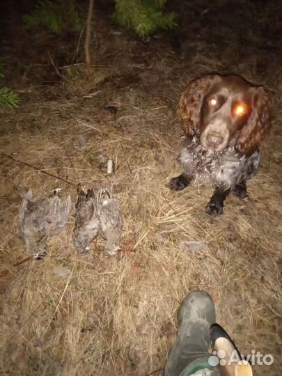 Русский охотничий спаниель вязка