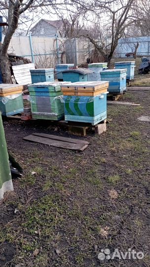 Продам пчелосемьи