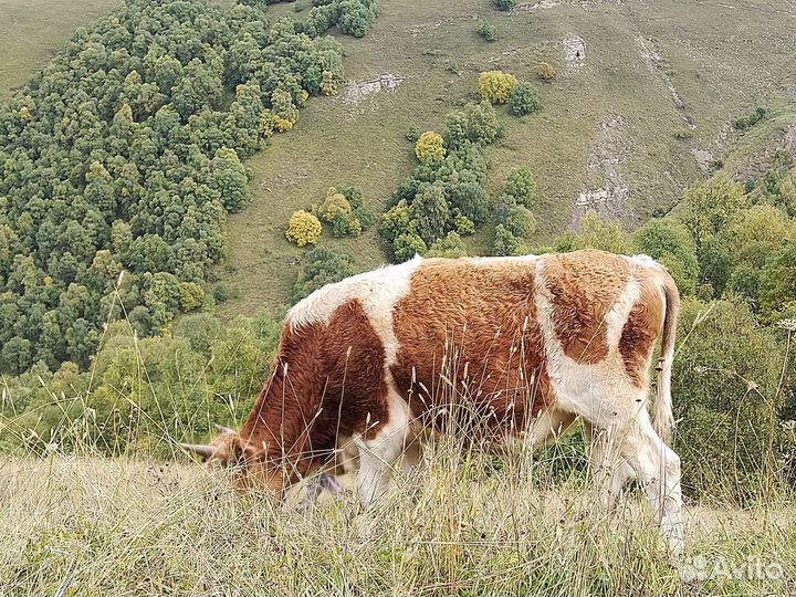 Бычки на откорм