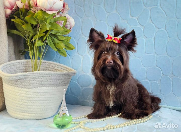 Йорочка шоколадная