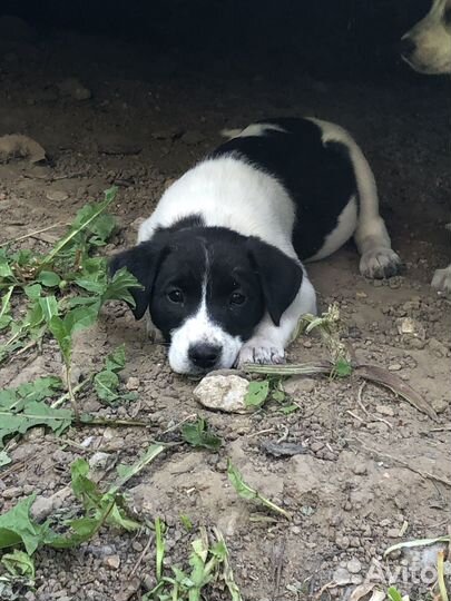 Щенок мальчик в добрые руки