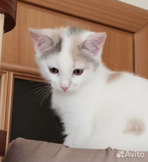 Котята в добрые руки бесплатно