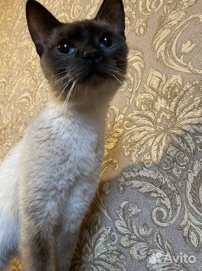 Сиамский котенок