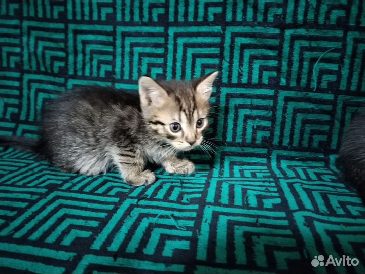 Шотландская кошка