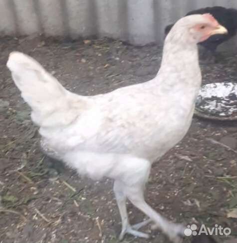 Домашние курочки