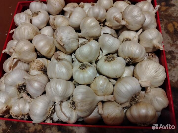 Продам чеснок