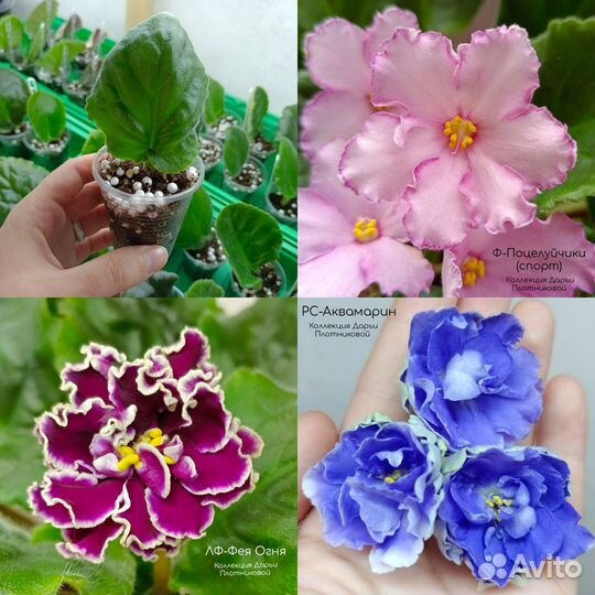 Фиалка. Укорененные черенки