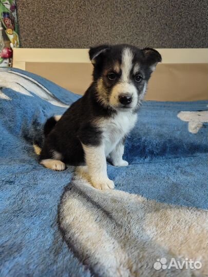 Щенки сибирской хаски