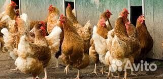 Куры молодки несушки