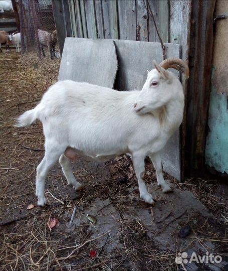 Козы и козлята