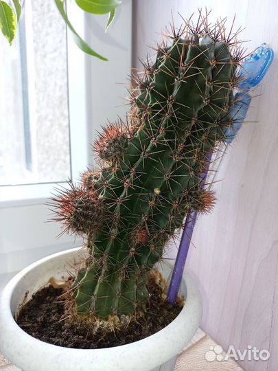 Кактусы и суккуленты