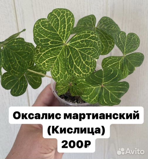 Пилея
