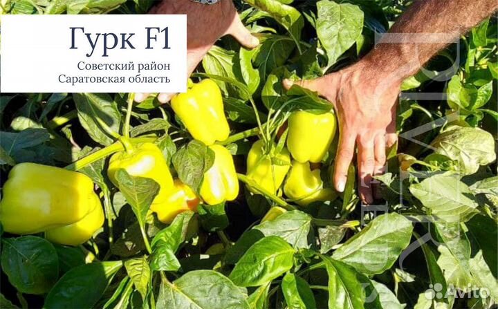 Семена перца Гурк F1