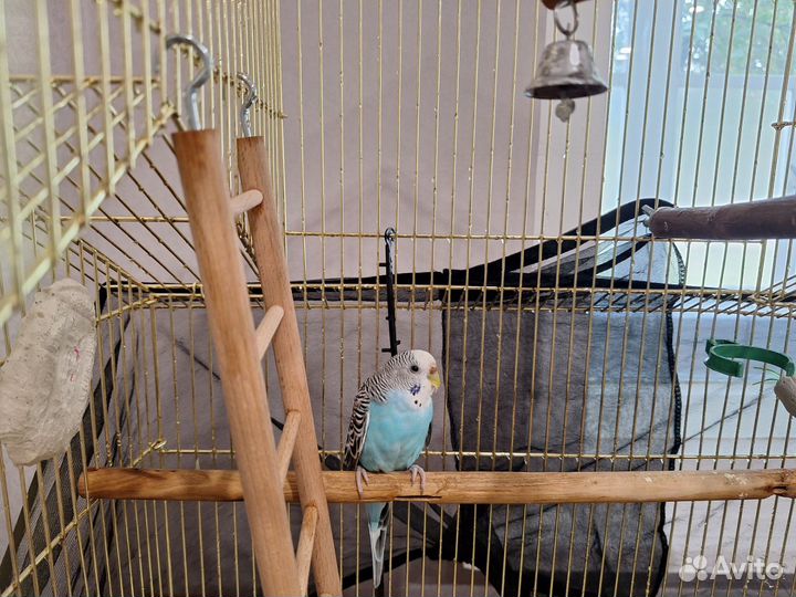 Волнистый попугай с клеткой