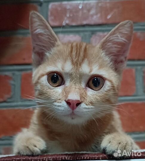 Домик для кошки