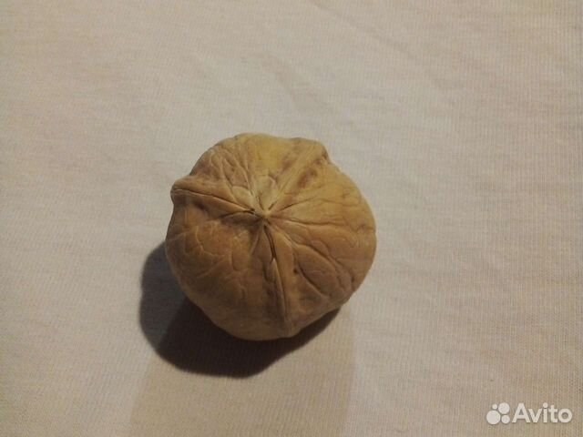 Трехстворчатый грецкий орех