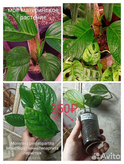 Разные мостеры