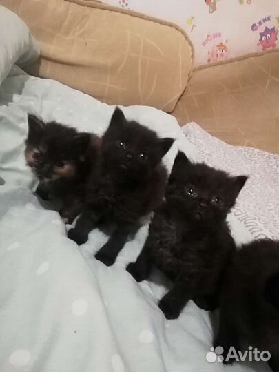 Кошка бесплатно