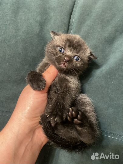 Шотландская