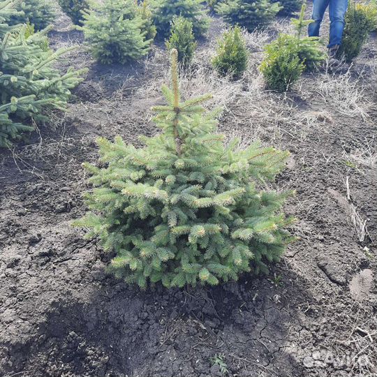 Ель голубая,зелёная