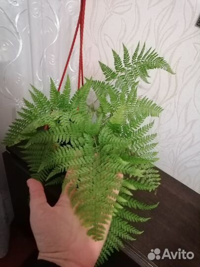 Папоротник, аглаонемы