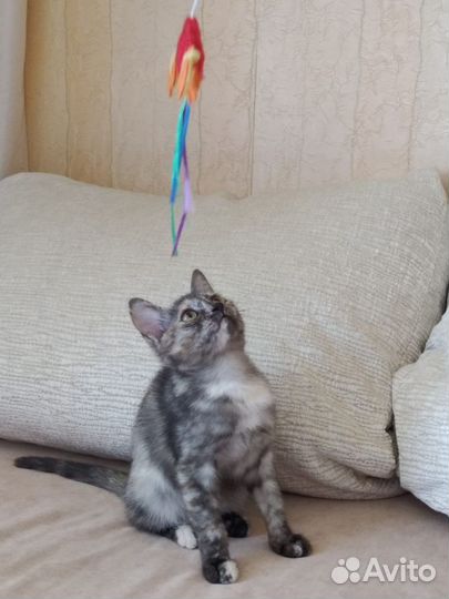Котенок в добрые руки