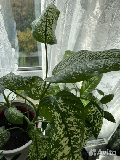 Диффенбахия