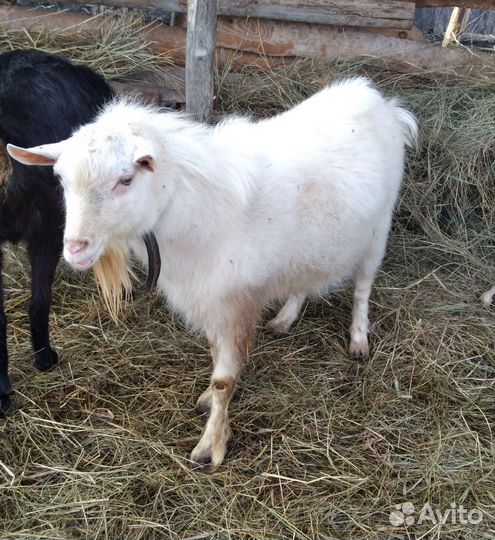 Козел зааненский