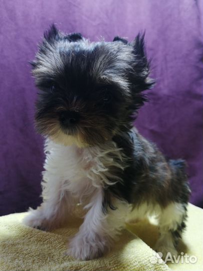 Йоркширский терьер