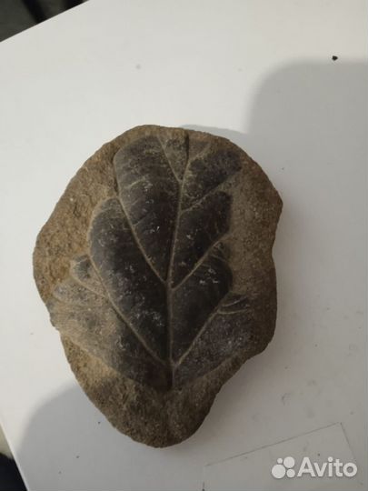 Окаменелые растения