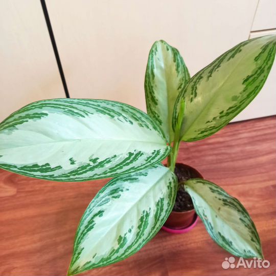 Аглонема Сильвер Бей Гибискус