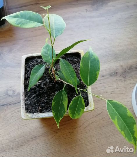 Фикус бенджамина пестролистный