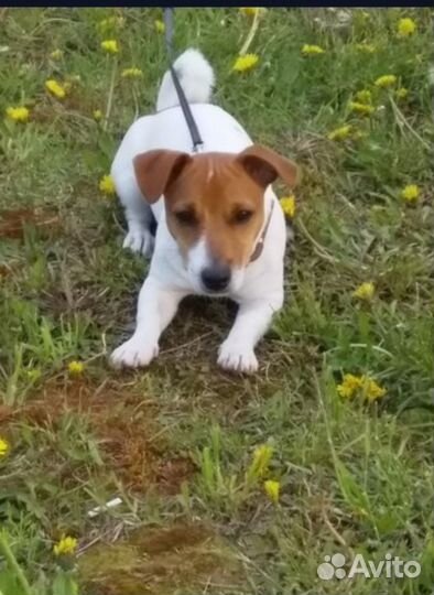 Джек Рассел терьер