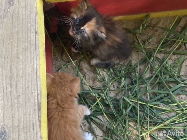 Помогите спасти