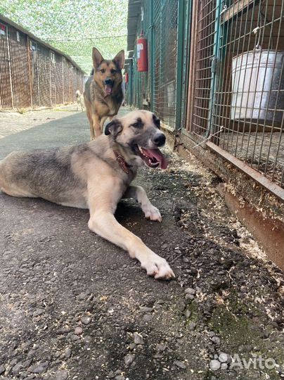 Помоги собакам из приюта