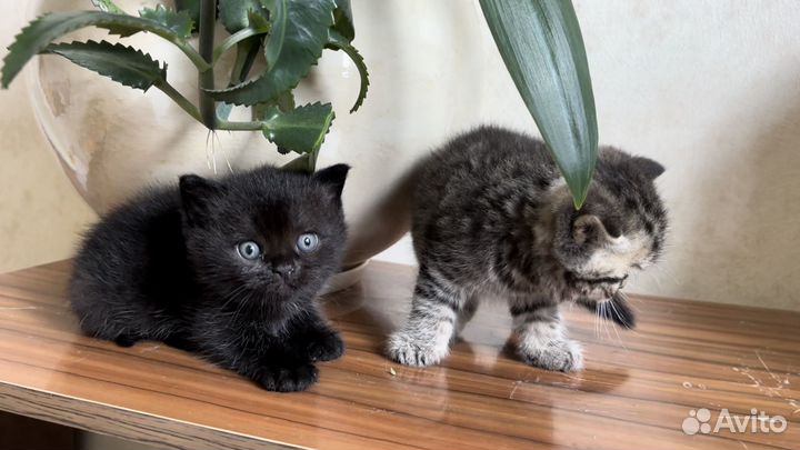 Британские котята