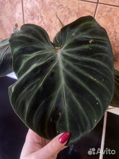 Филодендрон бородавчатый с фото