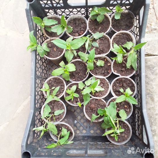 Калистегия махровая