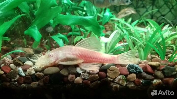 Анциструсы - альбиносы, чёрные