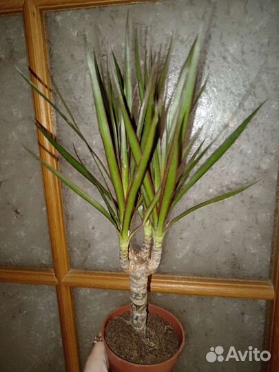 Пальма Драцена комнатные цветы растения