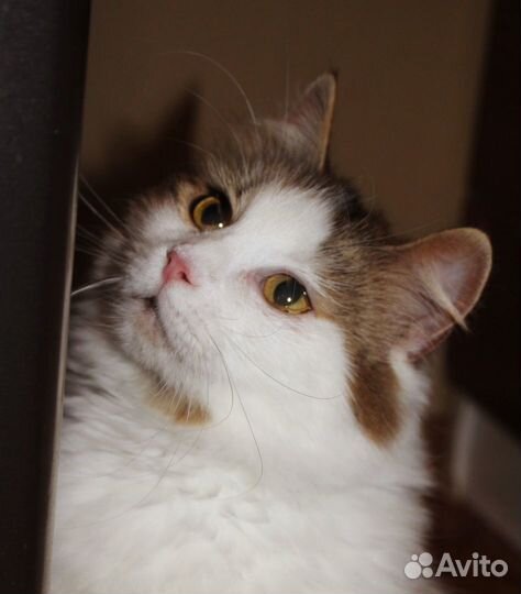 Кошка ищет дом