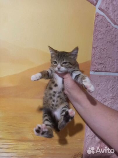 Котёнок девочка 2 месяца