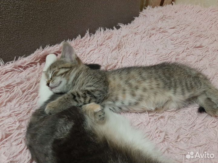 Домашние животные котята